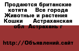 Продаются британские котята  - Все города Животные и растения » Кошки   . Астраханская обл.,Астрахань г.